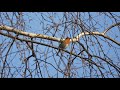 Зарянка Erithacus rubecula, песня  / Robin song