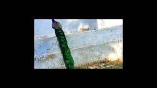 Peacock Found In Road At Tuticorin! #Peacock #Birds #Reels
