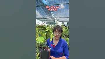 Cây măng cục Thái ghép #ngocnganbentre #bonsaivietnam #0386569374 #mientay #fruittree #nhanong