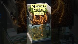 Aquaponics Nutrient Cycling Visualized