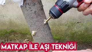 Matkap İle Aşı Nasıl Yapılır?  Grafting tree with drill Resimi