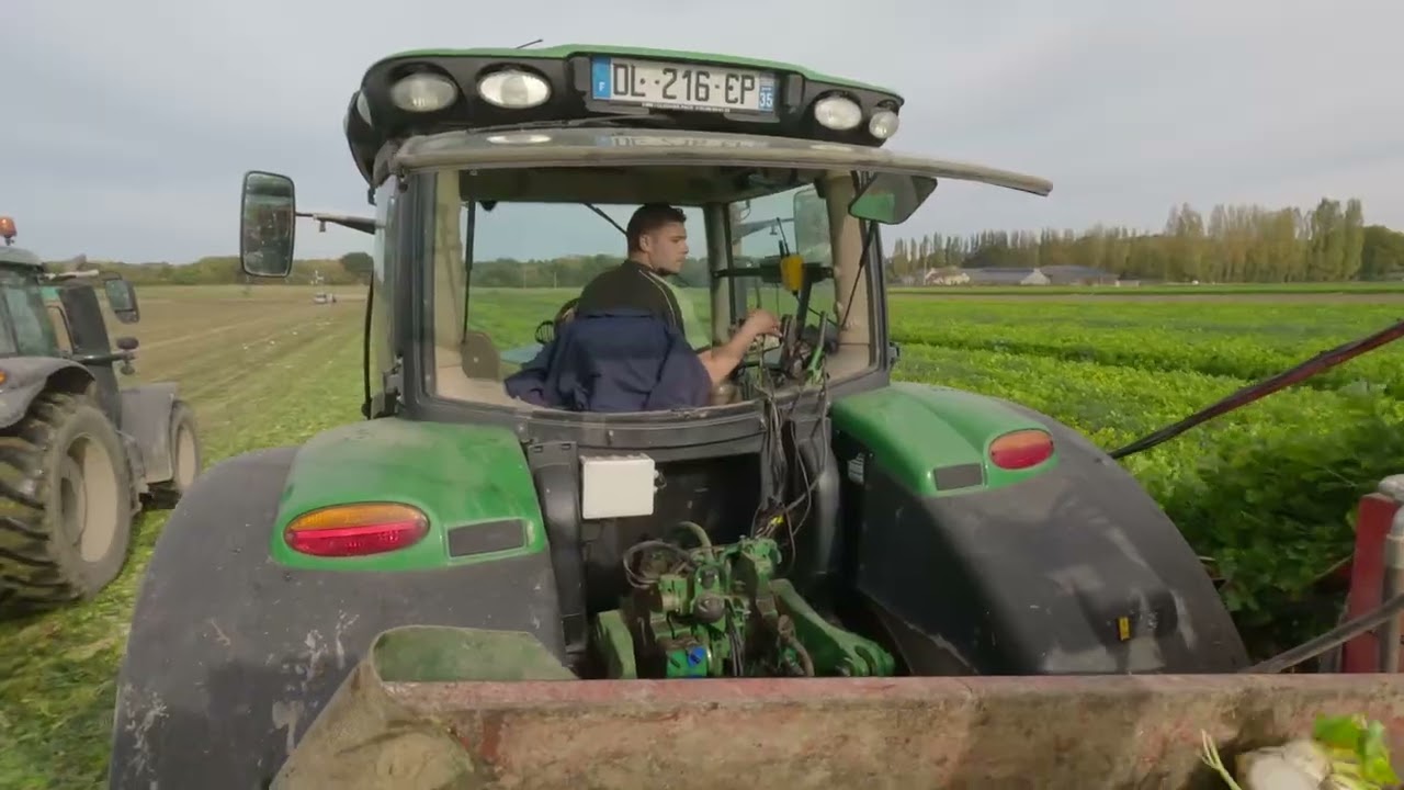 Arrachage du celeri 2025