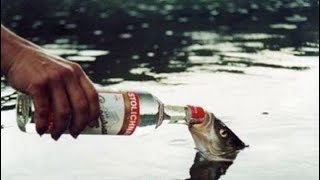 Top 10 Too Drunk To Fish 2016