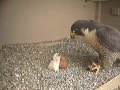 Falcon Nest - Columbus, Ohio - Feeding