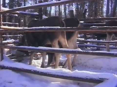 Лось животное Лось животное