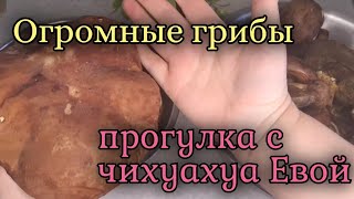 Огромные лесные грибы,боровик.Прогулка с чихом Евой в парке.#славянскаяua #грибы #чихуахуа #прогулка