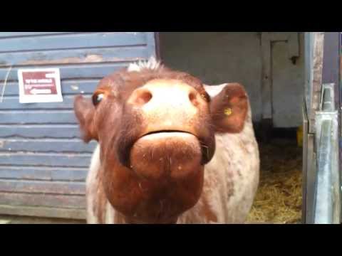 ANGRY COW MOO