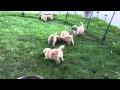 Goldendoodle puppies playing in the grass