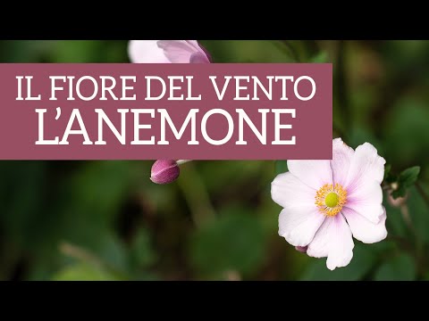 Video: Anemone Di Spugna (24 Foto): Piantare E Curare I Fiori In Campo Aperto. Varietà Di Anemoni Perenni