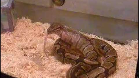 Ball python feeding Oct 27 2007 Part 3
