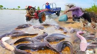 Thousands of Giant Catfish Blocked the Road! 😱 People are Going Crazy!