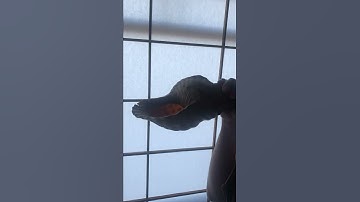 Japanese Horagai Conch shell trumpet Buddhist Monk or Samurai Horn