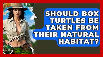 Should Box Turtles Be Taken From Their Natural Habitat? - Reptilian Wonders