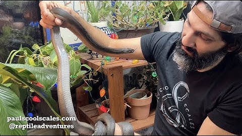 "Olive Oyl" The Papuan Python | Rare & Beautiful - Episode 34