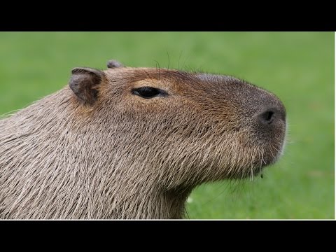 Curso Criação de Capivara - Manejo Sanitário - Cursos CPT