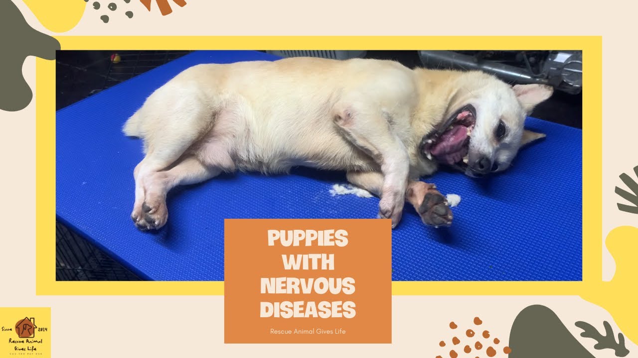 PUPPIES WITH NERVOUS DISEASES RESCUE ANIMAL GIVES LIFE YouTube