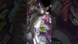Download Lagu #meow #therapy #cat #fursuit #fur #cat #pets #love #catvideos MP3