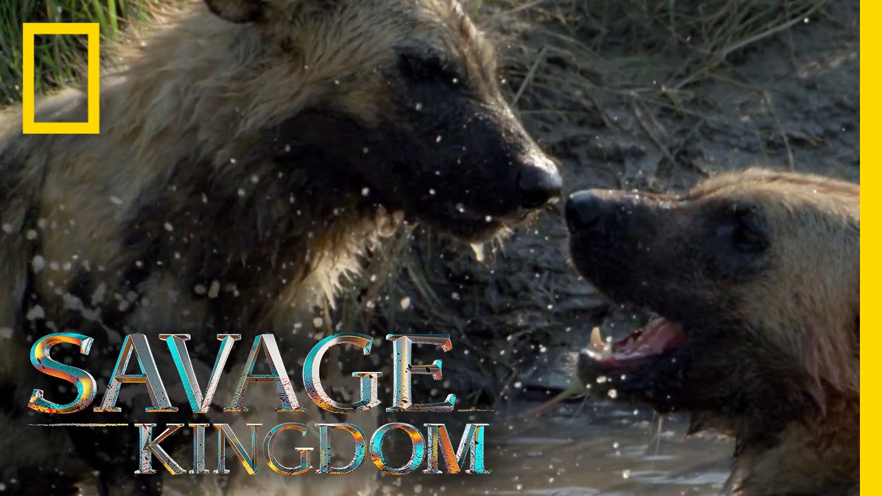wildlife videographer jobs Stay Together, Survive Together | Savage Kingdom