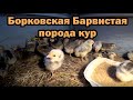 Борковская Барвистая - отличная несушка