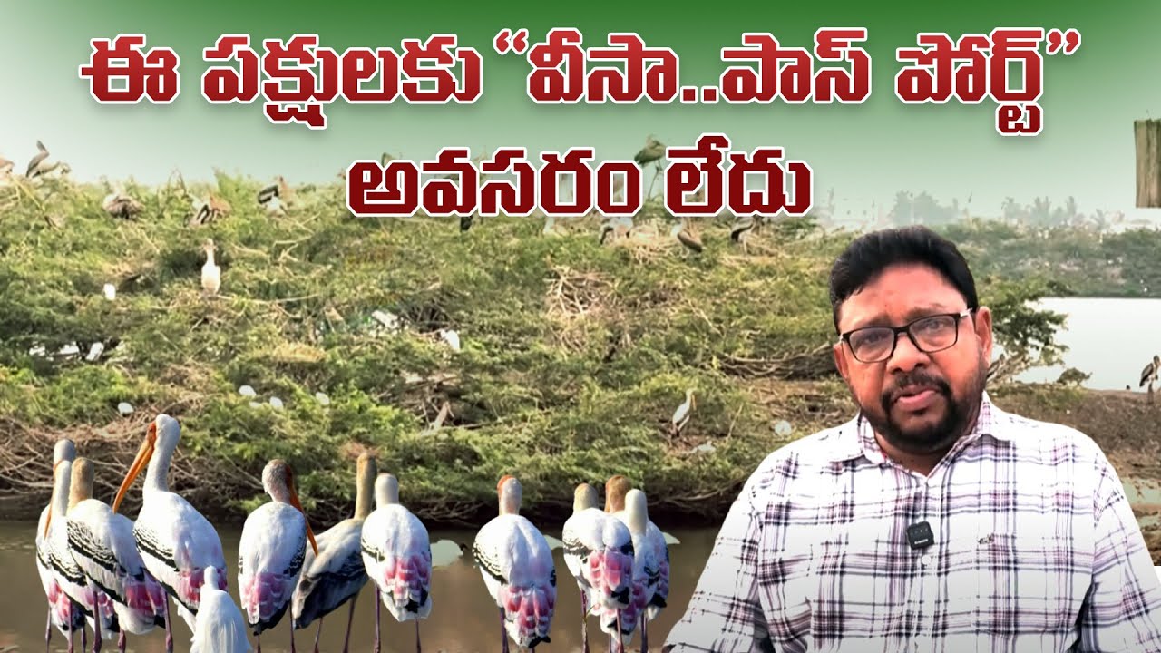 ఈ పక్షులకు  "వీసా..పాస్ పోర్ట్" అవసరంలేదు || Best Godavari Vlogs