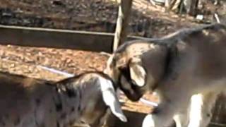 Baby Goats Playing King of the Barrels