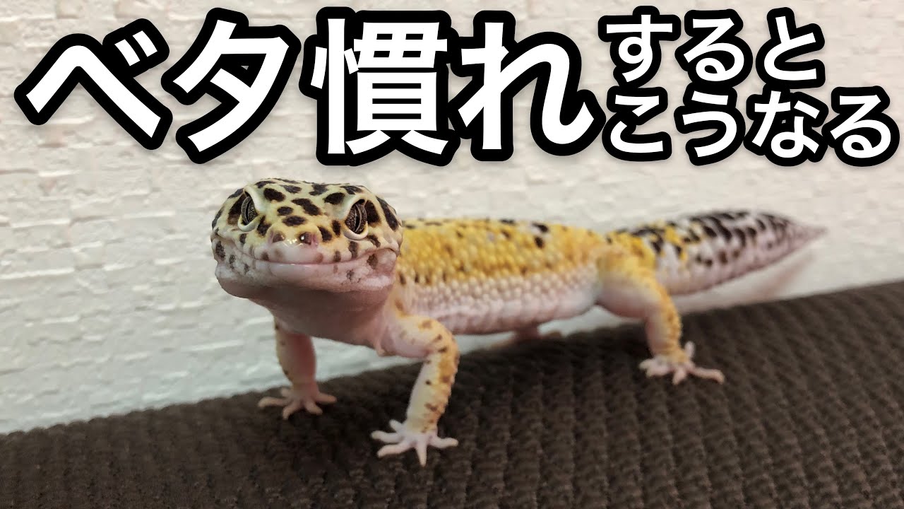 レオパとの日常 Days With Leopard Gecko Youtube