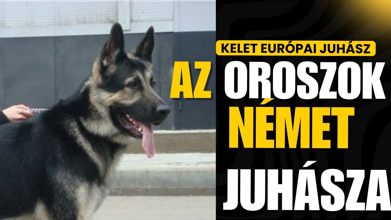 Kelet Európai Juhászkutya 2.