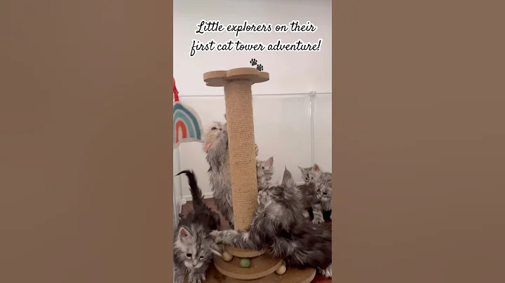 Video 11141521: maine coon kitten, mainecoonkitten