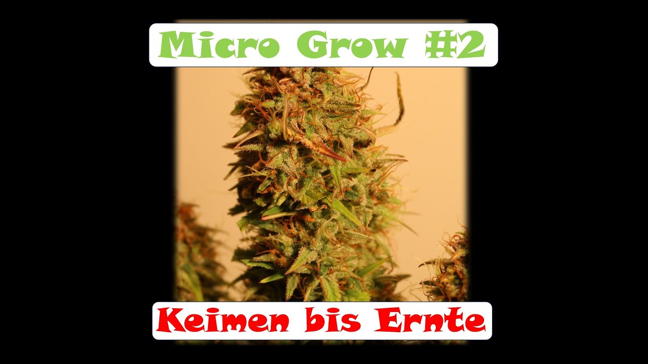 Micro Grow #2 – Cannabis Keimung bis Ernte - indoor grow