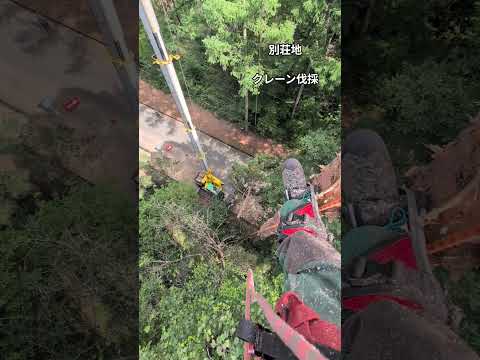 クレーンによる特殊伐採の様子