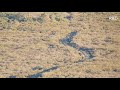 Lobos subadultos sorprenden a ciervos - Sierra de la Culebra