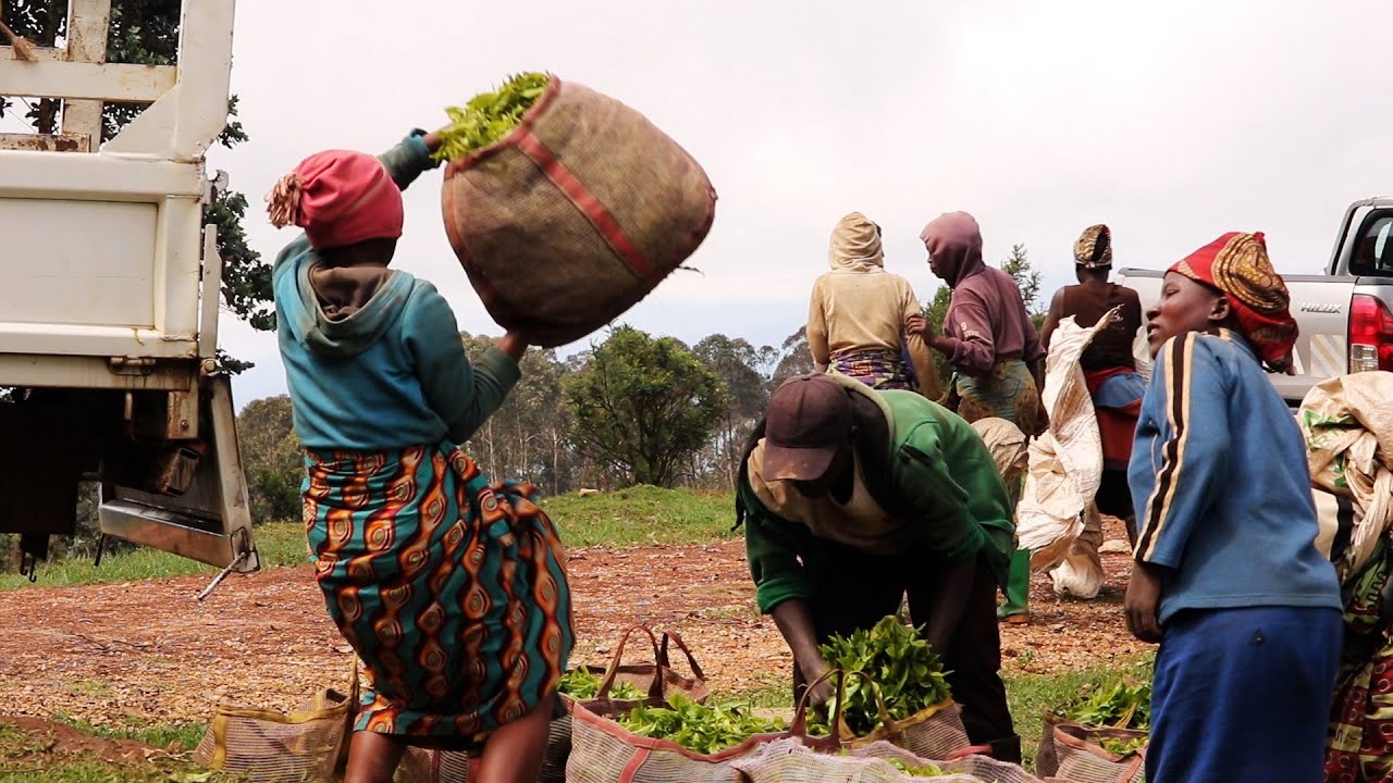 IYUMVIRE UKO ICYAYI CYA RUGABANO YA KARONGI KITAWEHO NA ROS Company Ltd KIKABA ICYA MBERE MU BURYOHE