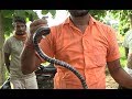 Big size Indian common krait (venomous) snake rescue by Murliwale hausla
