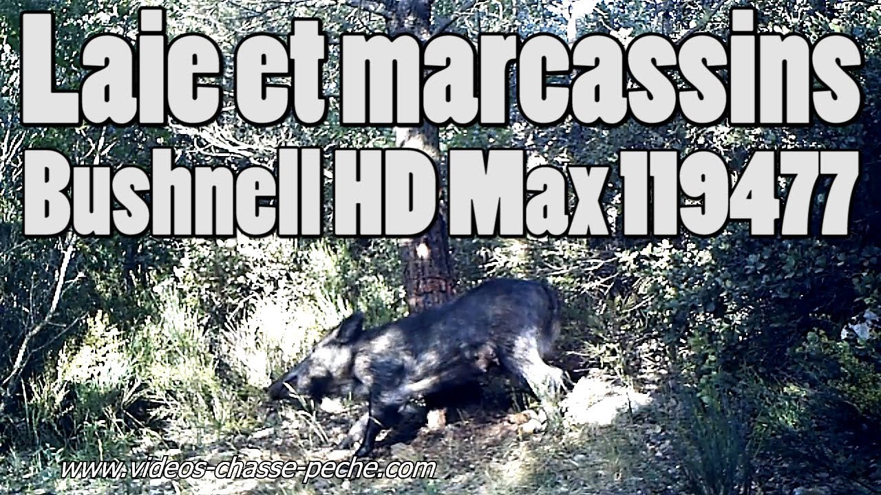 Laie et marcassins - Trophy Cam HD Max 119477