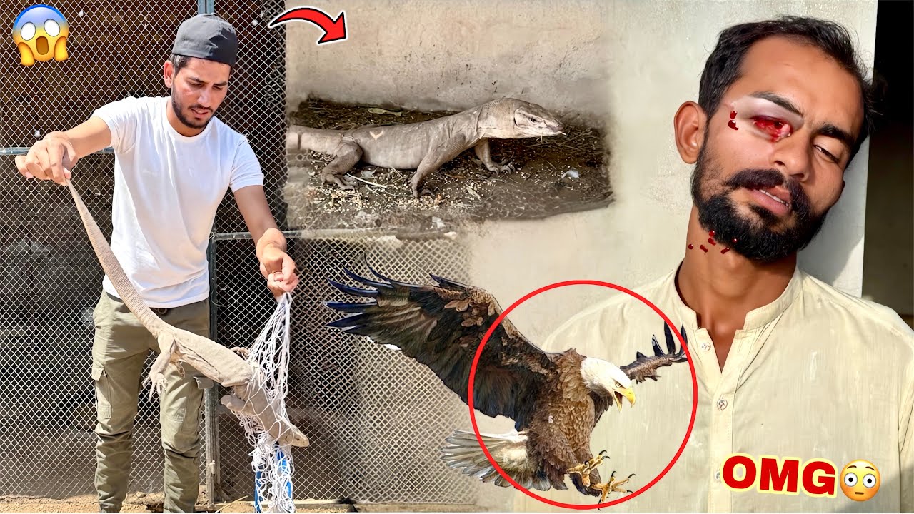 BARFANI EAGLE🦅 NY HAMZA'S EYES TAKEN OUT😨 BIG LIZARD HAS BEEN HEARD😱