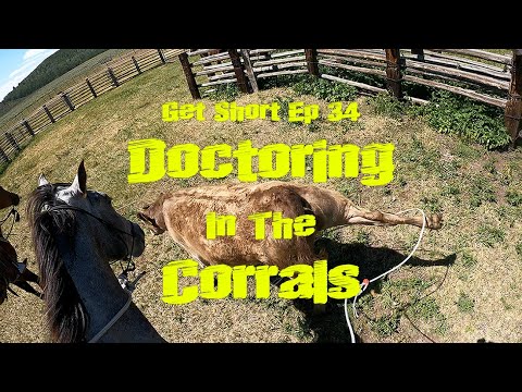 Doctoring Cattle in the Corrals! Get Short Ep. 34 - YouTube