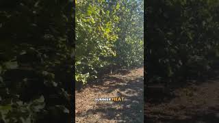 Hazelnut Harvest Check-in