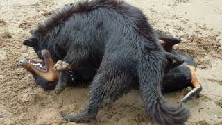 https://www.bdws.co.uk/2012/06/07/dog-walking-at-erskine-beach/ Ror...