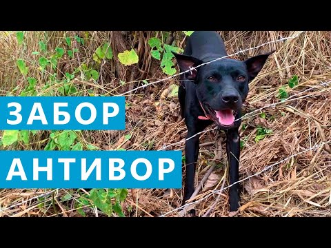 Видео: Как защитить собаку из колючей проволоки