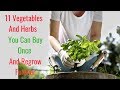 11 Vegetables And Herbs You Can Buy Once And Regrow Forever