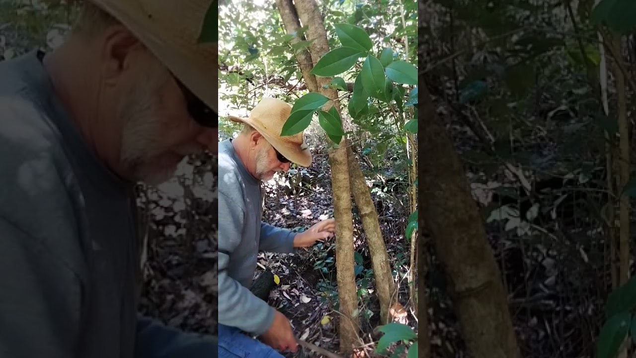 bushwalk to harvest timber for spoon carving 