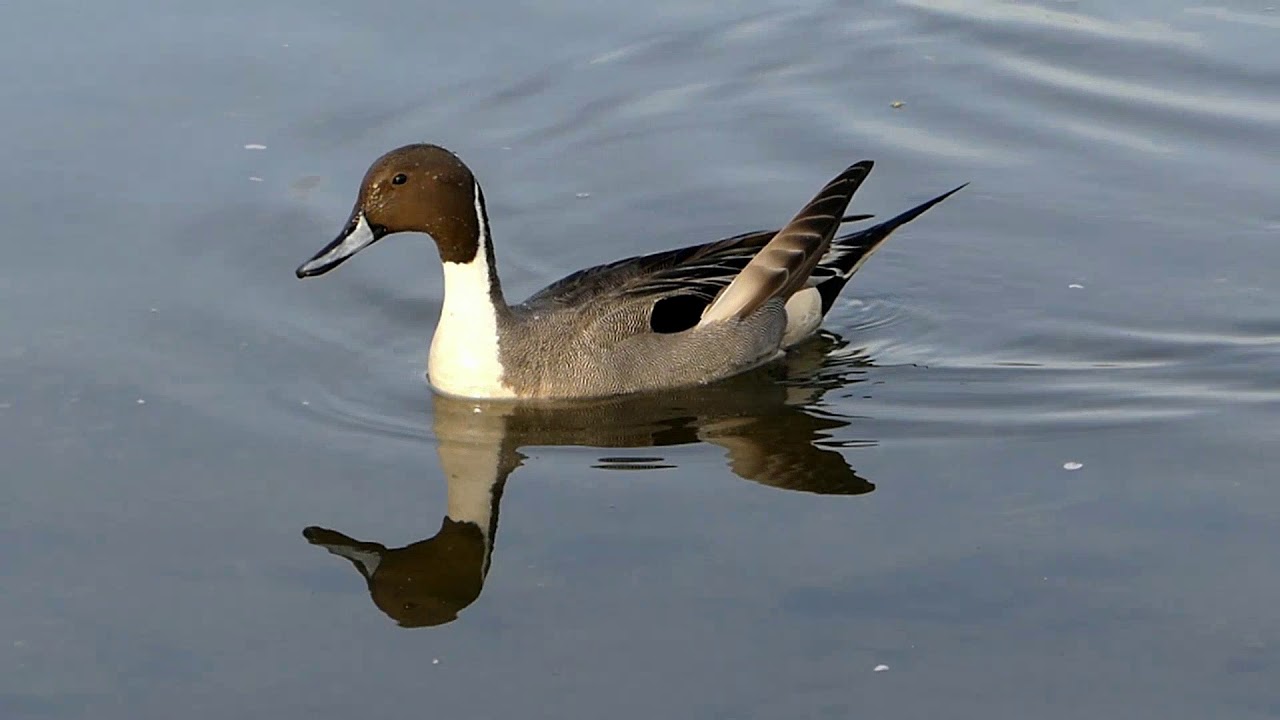 Injured Northern Pintail Begs for Food 翼の折れたオナガガモ♂が餌をねだりに来た（野鳥） 