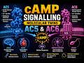 cAMP Signalling - Molecular Twins AC5 & AC6