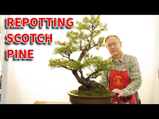 cryptomeria japonica bonsai Golden Promise Japanese Cedar, Bonsai Starter Plant – Southern Idaho  Landscape Center