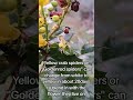 What do crab spiders and Oregon grapes have in common? They're yellow cheery color! #garden