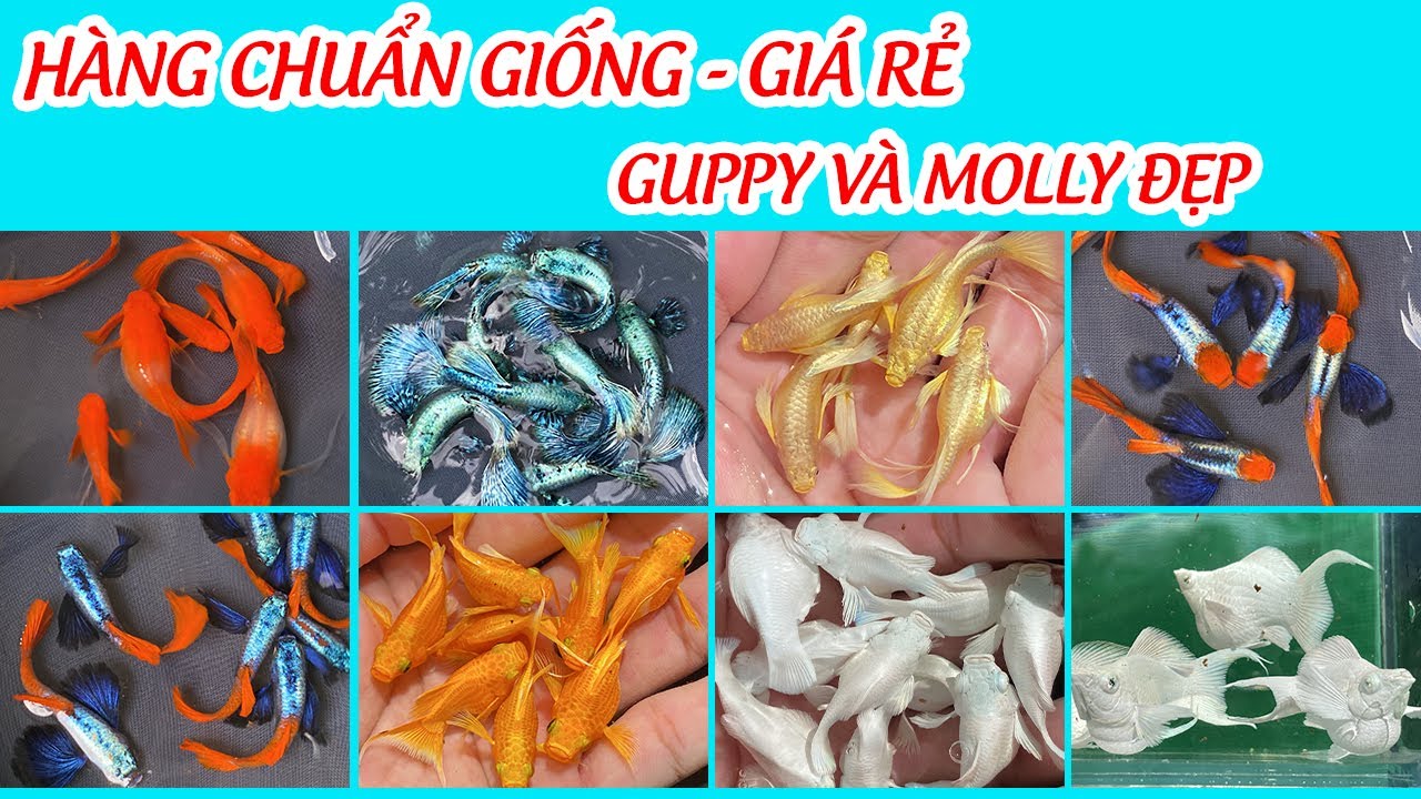 Cập nhật Guppy và Molly đầu tháng 11 với nhiều dòng cá đẹp, chuẩn giống, giá mềm || Quí Guppy