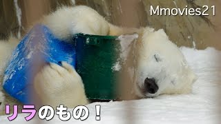Polar Bear plays with 2 toys 2個で遊びたいの！ホッキョクグマ リラ
