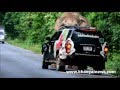 park rangers controlling an elephant on the road