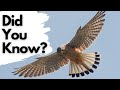 Things you need to know about kestrels