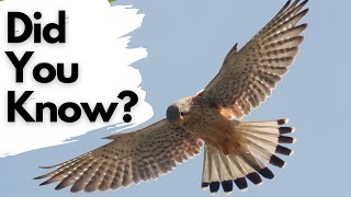 Things you need to know about KESTRELS!